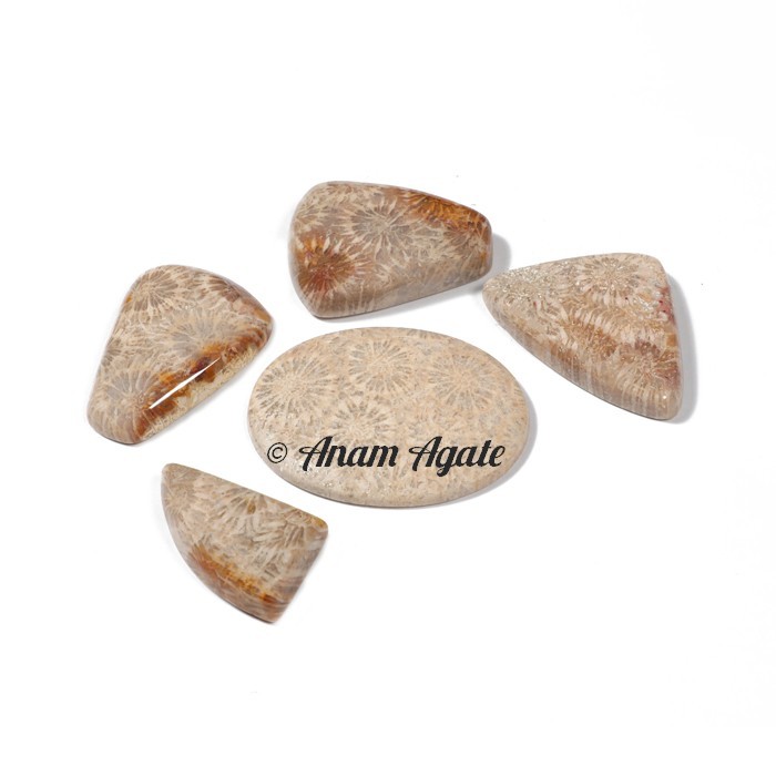Fossil Coral Gemstone Cabochons